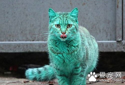一只全身翠绿色的猫咪牵动大家的心 原因震惊所有人