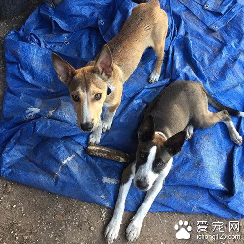 两只小狗狗赖在人家门口不走 最后它们成功被收养啦