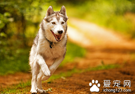 狗的嗅觉怎么那么好 狗狗的嗅觉非常灵敏