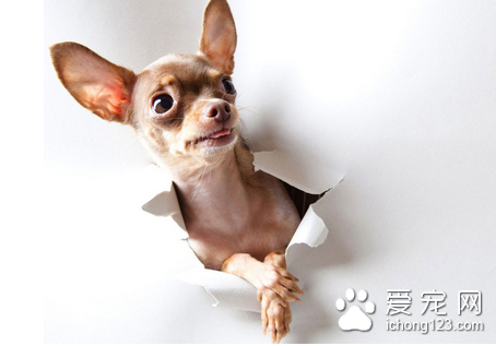 如何防治狗狗有机氟中毒 可用乙酰胺治疗