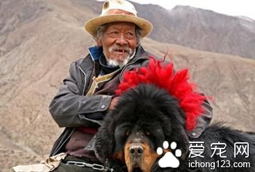 藏獒太忠诚太感人 4只藏獒因为主人离开竟绝食活活饿死