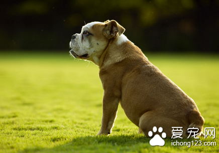 狗狗假孕症状 多发于发情后的2~3个月期间