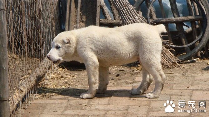 世界最强牧羊犬 其貌不扬却可击败藏獒