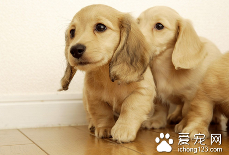 狗的体格与解剖结构 犬的耐力闻名于世