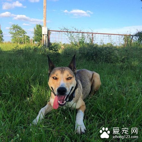 两只小狗狗赖在人家门口不走 最后它们成功被收养啦