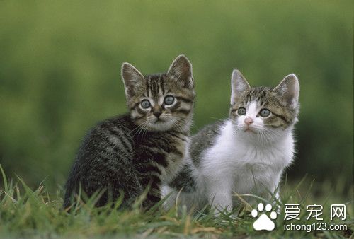 猫食欲下降 猫咽炎的病因和症状及需要防治方法