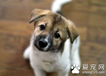 狗狗的消化特性是怎样的 狗狗是肉食动物