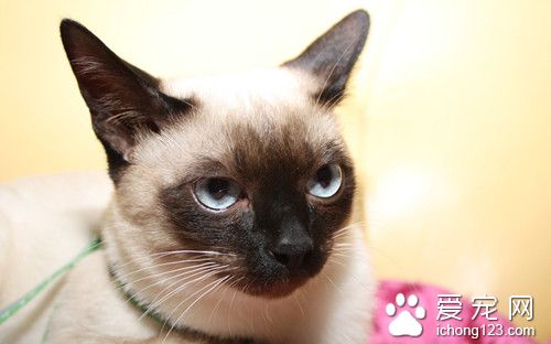 猫卡里西病 猫卡里西病的症状及防治方法