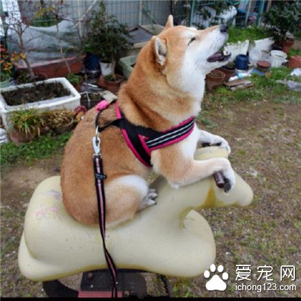 看起来玩得真的好开开森呀 ！