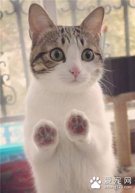 喵星人：看偶无敌萌萌抓～