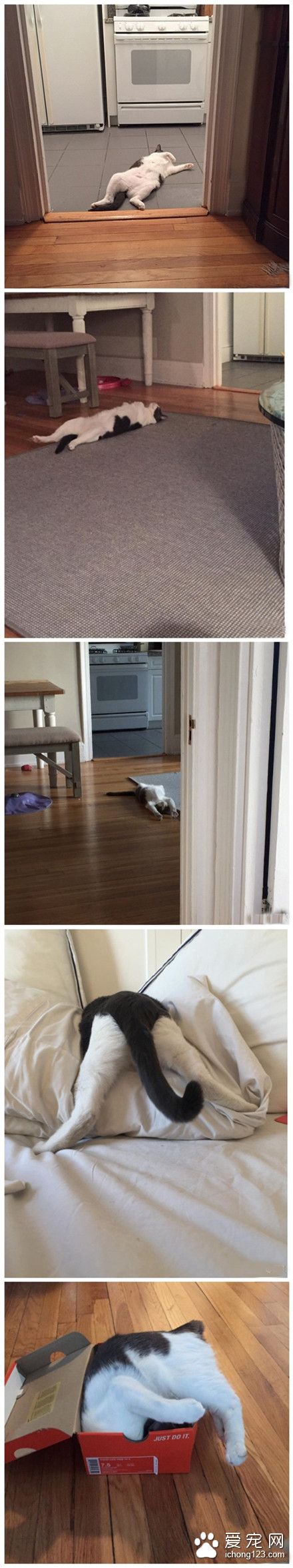 这是一只睡无定所，放浪形骸的喵星人~