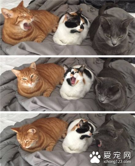 喵星人：打哈欠会传染三部曲～