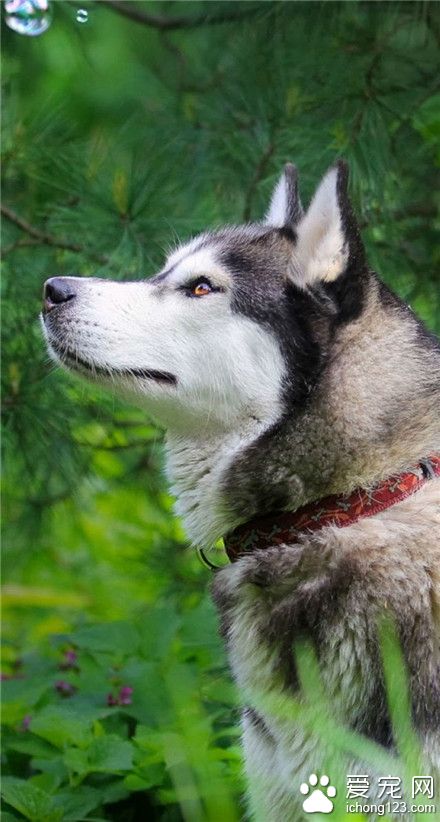 二哈：你瞅啥呢 ！