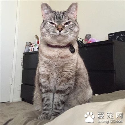 施主，进贡一喵罐能保平安～