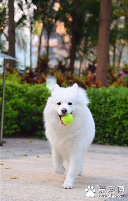 玩球的汪星人，帅一脸 ！