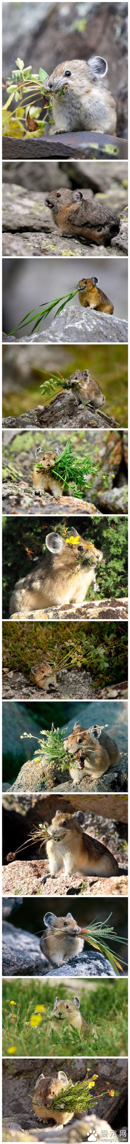 鼠兔~皮卡皮卡~\(≧▽≦)/