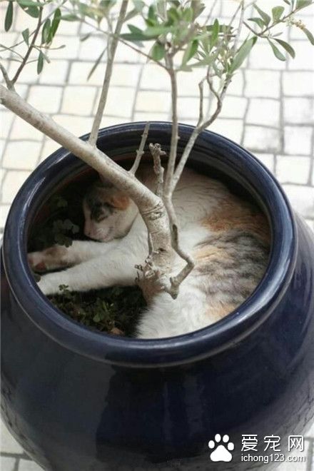 喵星人：总能突破人类想象的极限～