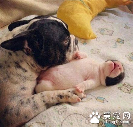 汪星人亲子照，萌萌哒的画风。可爱死了 ！