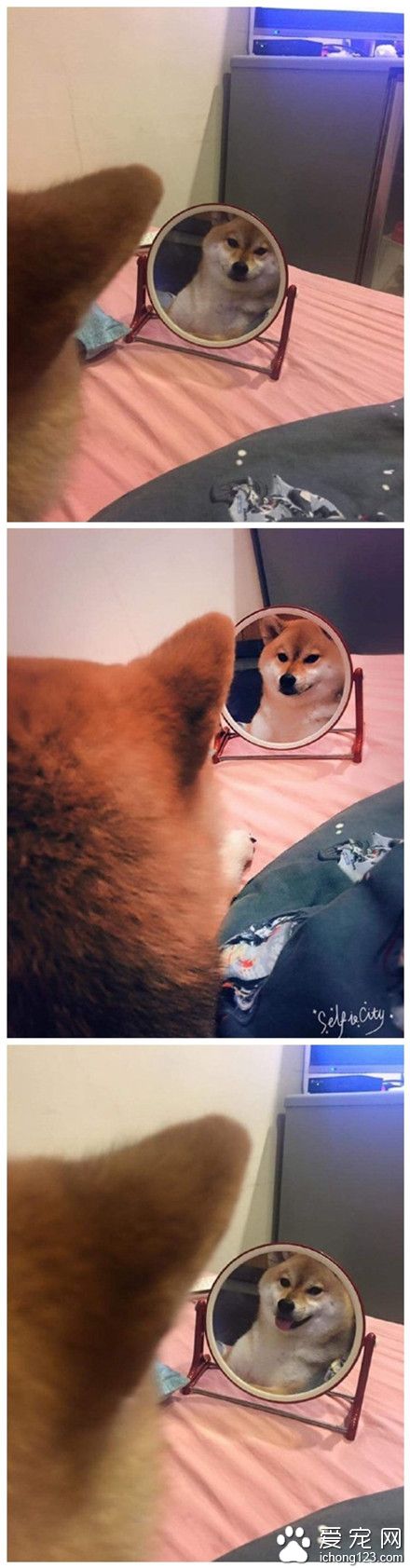 柴柴“今天又被自己帅醒了”