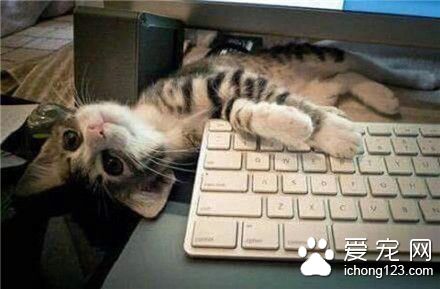 当你工作的时候....我不管，快陪我 ....... 我好易嬲嫁！(任性的喵星人 )