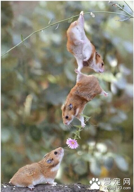 鼠星人：花花送给你！