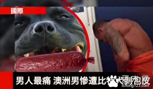 澳洲男作死整蛊比特 没想到下一秒发生了悲剧