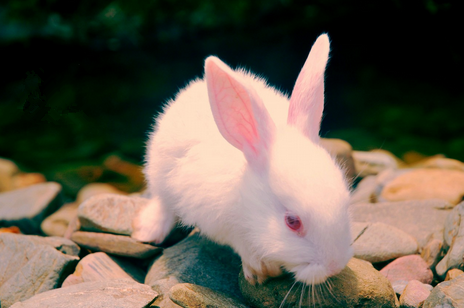 兔子饮食要不要注意什么 兔子必须要喂食干草