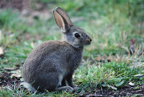 幼兔怎么喂养 要加强仔兔饲养与管理