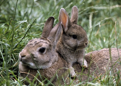 兔子磨牙用什么 最好是高纤维的牧草