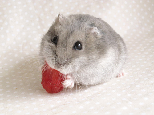 仓鼠咬人怎么办 需要注意如何让仓鼠不咬人