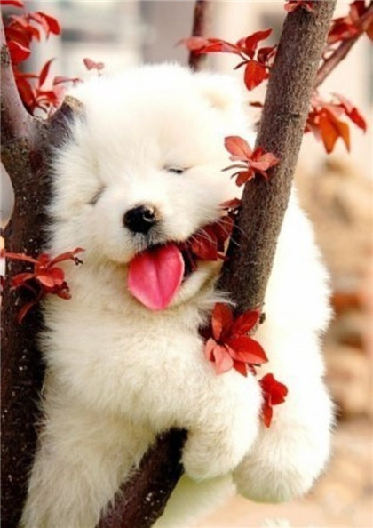 我好累呀，挂在树上休息休息！