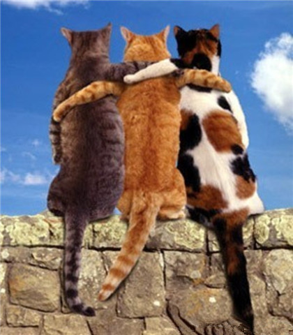 喵星人，左拥右抱！