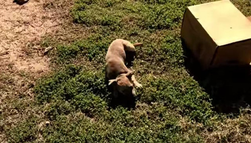 在路边发现这只狗狗 仔细观察才发现被遗弃