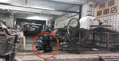 流浪狗赖在店里不肯走 打听才知道原来是有原因