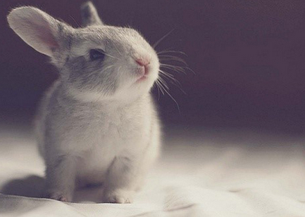 兔子吃什么 详解兔子是否能吃肉谷类野草