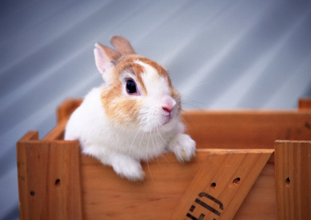 兔子食欲不振怎么办 7大方法增加兔子食欲