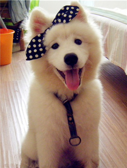 汪星人，我美不美呀？