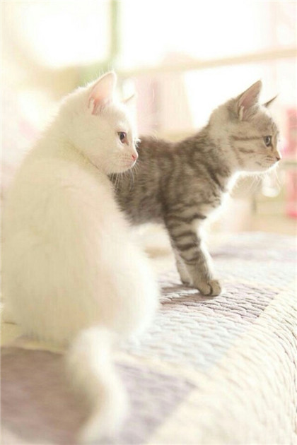 喵星人，好登对呀！