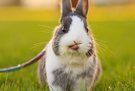 兔子可以喝水吗 给予兔的饮用水一定要干净