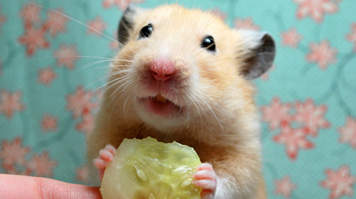 仓鼠大小便乱拉 如何训练仓鼠定点大小便