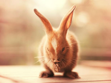 仔兔怎么养 仔兔吃母乳16日后要喂饲料