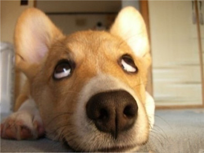 汪星人，你在翻白眼吗？