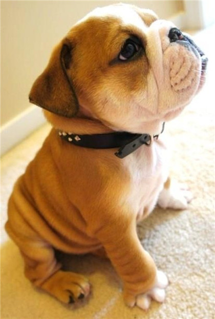 看那一脸邹起来的委屈神情！我心软了！