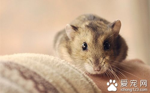 仓鼠心脏在哪里 仓鼠心脏病的原因与症状