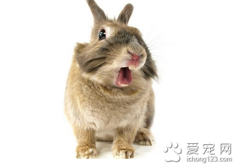 夏天怎么养兔子 管理应该注意降温防暑