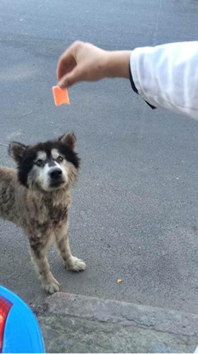 大排档吃饭时老板拿扫把冲出 眼前的一幕让人震惊