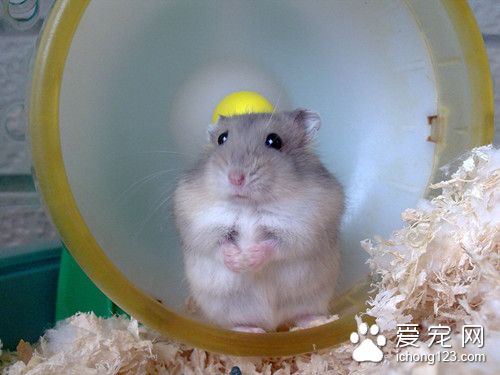 仓鼠便便有点软 仓鼠便秘原因及症状