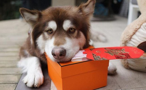 王思聪爱犬被外媒评论 世界上最放纵的狗狗