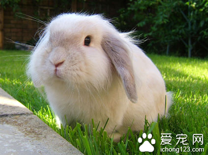 如何给兔子梳毛 定期梳毛也是非常必要的
