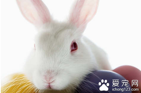 春天如何饲养兔子 应注意防湿防病